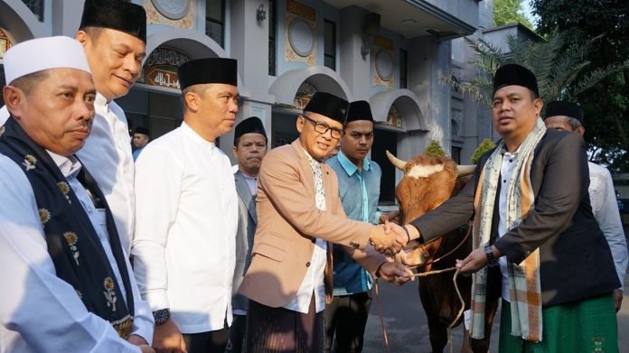sapi kurban limosin